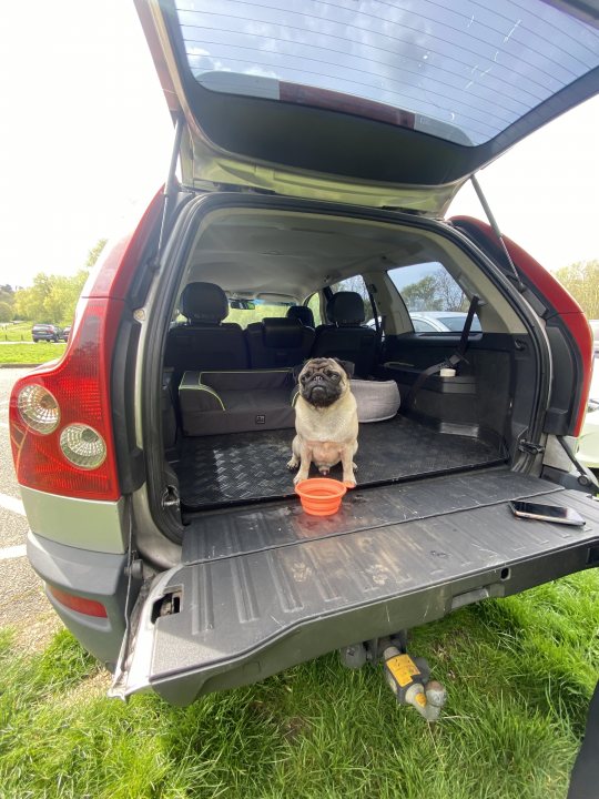 Post photos of your dogs (Vol 5) - Page 67 - All Creatures Great & Small - PistonHeads UK