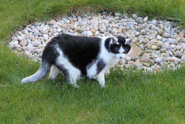 Pictures of your cats! - Page 1 - All Creatures Great & Small - PistonHeads - The image features a black and white cat with a distinctive pattern of darker patches, standing in the middle of a dense grass lawn. The cat appears to be in motion due to the way its body is positioned, and its gaze seems directed toward the camera. It stands next to a circular border of small stones that surrounds a part of the lawn, suggesting a well-maintained garden setting. The grass is lush and vibrant, providing a contrasting background for the cat's fur pattern.