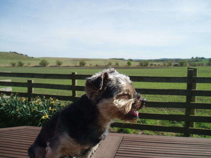 A dog is sitting on a bench in a park - Pistonheads - The image features a **black and white dog** standing attentively next to a wooden railing. The dog is positioned on the left side of the frame, its fur contrasting with the natural tones of the surrounding area. The railing and the landscape beyond it create a separation between the viewer and the scene. The background is a serene pastoral setting with a fence, a green field, and a distance of trees. The dog appears alert and curious, possibly observing something across the fence.