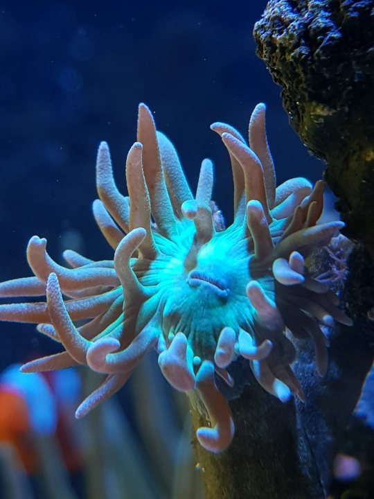 Show me your aquarium - Page 3 - All Creatures Great & Small - PistonHeads