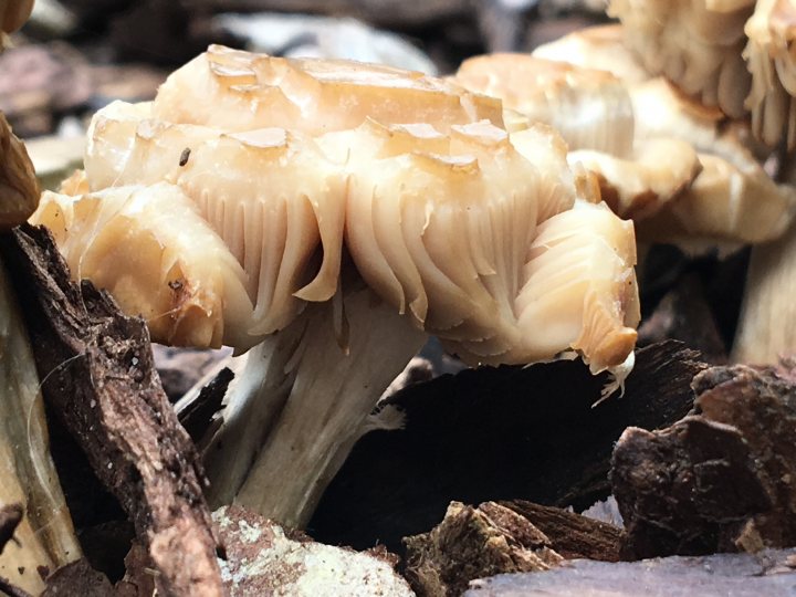 What’s this mushroom? - Page 1 - Homes, Gardens and DIY - PistonHeads