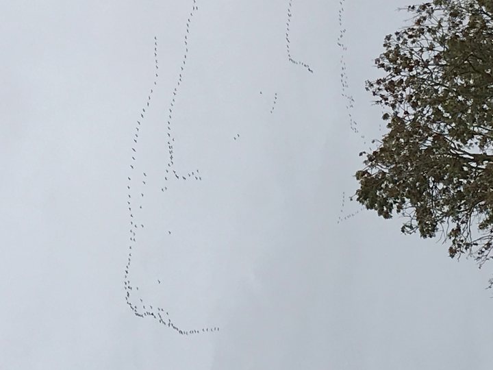 A flock of birds flying through a cloudy sky - Pistonheads