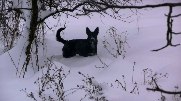 A black dog standing on top of a snow covered slope - Pistonheads