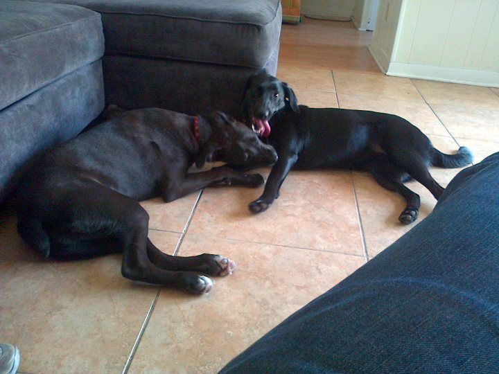 Never Posted in Here Before! Introducing Bella the Black Lab - Page 1 - All Creatures Great & Small - PistonHeads - The image shows two black canines, both lying down on what appears to be a tiled floor. The dog in the foreground is vocalizing, with its mouth open as if barking, while the other dog's posture suggests a state of rest. Between them, an item of clothing resembling blue jean material is visible, possibly a leg or knee with black or dark blue denim. The setting looks to be an indoor residential space, with a sofa and a piece of wall in the background.