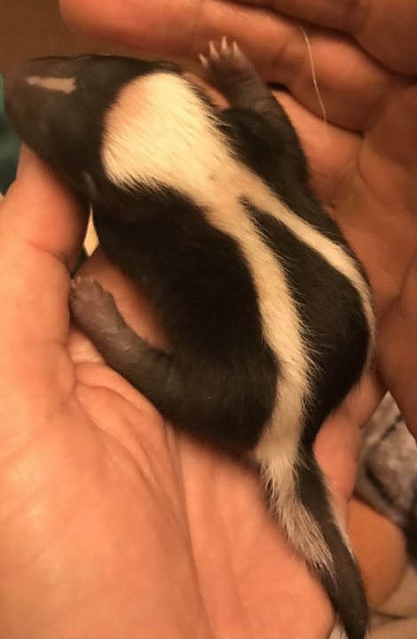 Something different. Meet my new baby Skunk - Page 4 - All Creatures Great & Small - PistonHeads UK