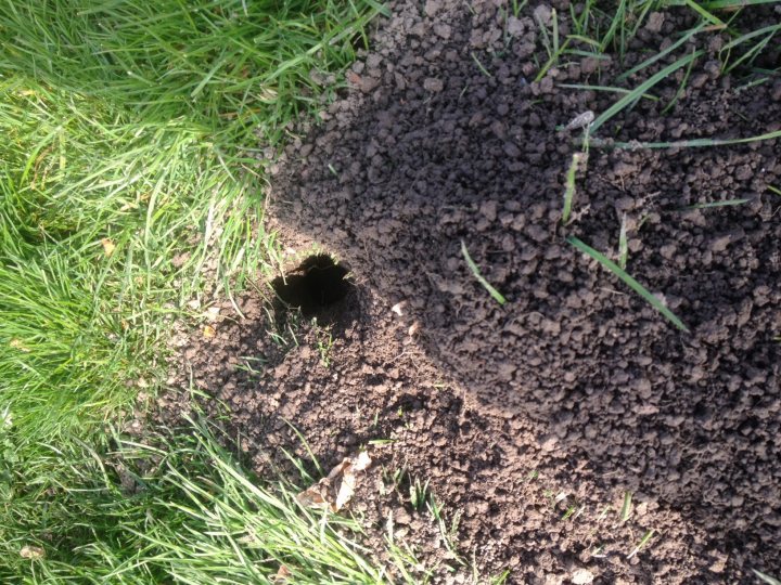 A fire hydrant in the middle of a forest - Pistonheads - The image shows a small hole in the ground in what appears to be a garden setting with visible grass and soil. The hole is deep, with a visible edge and bottom showing. The surface of the ground exhibits varying textures and colors, indicative of turned soil. The lighting and shadows suggest an outdoor environment during the day.