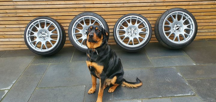Post photos of your dogs (Vol 5) - Page 266 - All Creatures Great & Small - PistonHeads UK