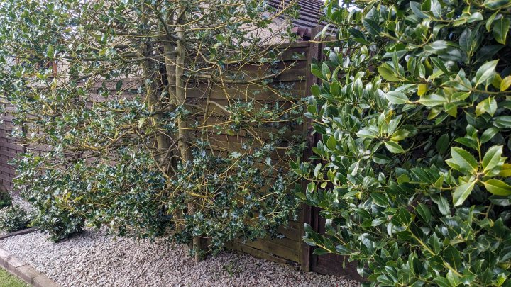 Advice on how revive this holly bush pls - Page 1 - Homes, Gardens and DIY - PistonHeads UK