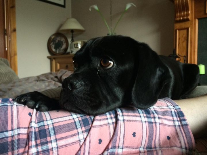 Post photos of your dogs (Vol 3) - Page 456 - All Creatures Great & Small - PistonHeads - The image shows a large black dog resting its head on the leg of a person who is wearing plaid pants. The setting appears to be a living room, as there is a lamp shade and a plant visible in the background. The dog's head is placed on the person's knee, suggesting a close and comforting relationship between the dog and the human. The overall mood of the image is cozy and relaxed.