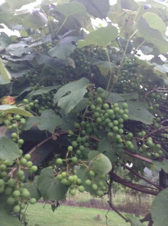 The image depicts a close-up view of a grapevine in fruit, from an angle that shows the abundance of green and purple grapes hanging there. The vine is dense with leaves and support structures, indicating that it's a mature plant. There is a clear view of the grapes, which have a nice contrast with the leaves behind them. In the bottom left, there is a sliver of purple foliage that is partially obscuring the scene. The photograph captures the natural color of the grapes and leaves, with the vibrant green blending into the background as the grapes stand out as the focus of the image.