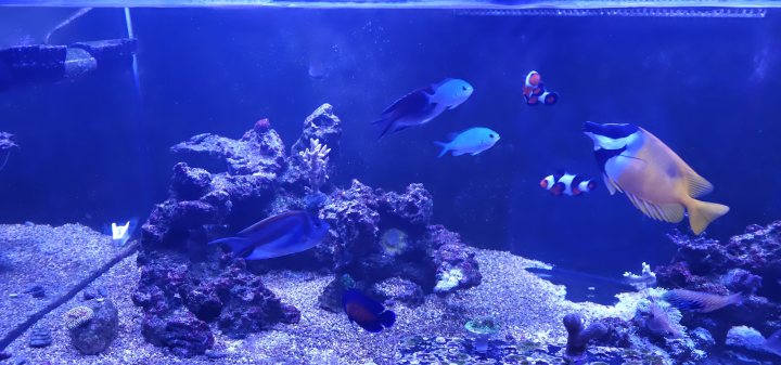 Show me your aquarium - Page 79 - All Creatures Great & Small - PistonHeads UK