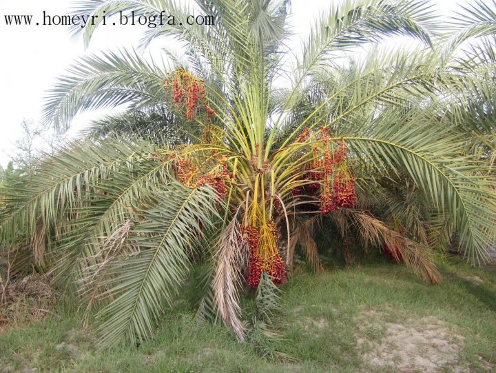 The image shows a tropical plant densely covered in vibrant red berries. The berries are plentiful and grouped together, making an eye-catching centerpiece amongst the lush green palm leaves. The plant is situated outdoors, under bright sunlight that casts silhouettes of the leaves and illuminates the red berries. There is also a text overlay on the image, suggesting it might be a watermark or a reference to a website.