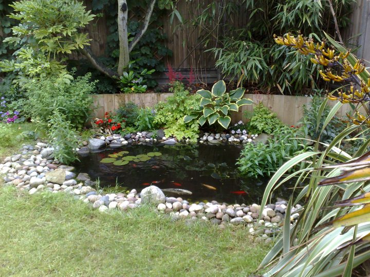 Our pond & Koi...show us yours! - Page 1 - All Creatures Great & Small - PistonHeads