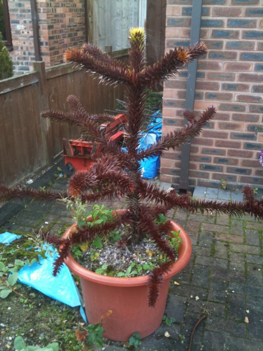 Whats wrong with my monkey puzzle tree ? - Page 1 - Homes, Gardens and DIY - PistonHeads