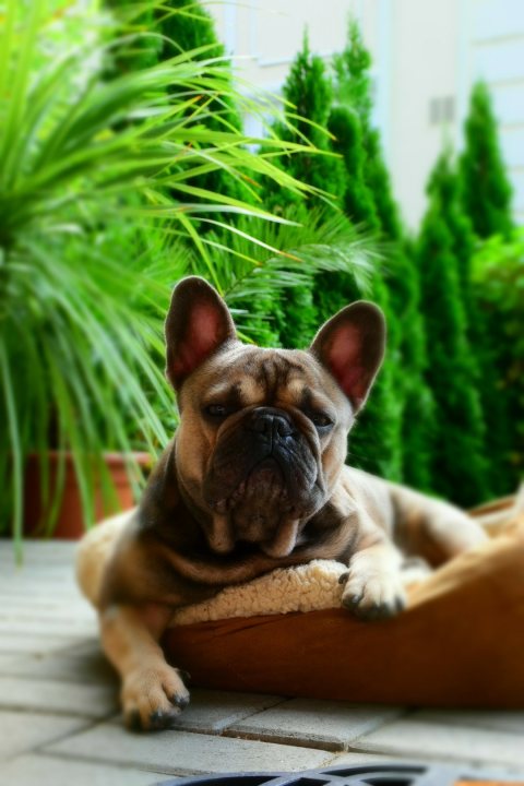 French Bulldog Allergy/Skin issues - Page 1 - All Creatures Great & Small - PistonHeads