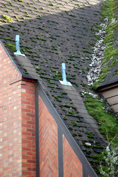 Roof Moss - is it worth having it removed? - Page 1 - Homes, Gardens and DIY - PistonHeads