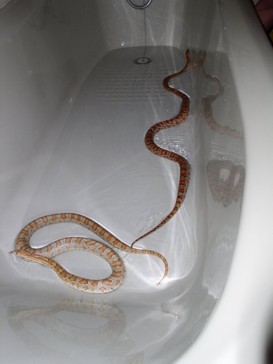 Post some pictures of other pets! - Page 1 - The Lounge - PistonHeads - The image captures a scene in which a snake, possibly a boa constrictor, is lying in a bathtub filled with water. Its body coils elegantly around the inside of the tub, with its head resting on the rim. The snake reflects its image in the water, creating a mesmerizing visual effect. The tub is bathing in diffused light, suggesting it is indoors and possibly in a domestic setting. The cleanliness of the tub and the stillness of the water add to the serene ambiance.