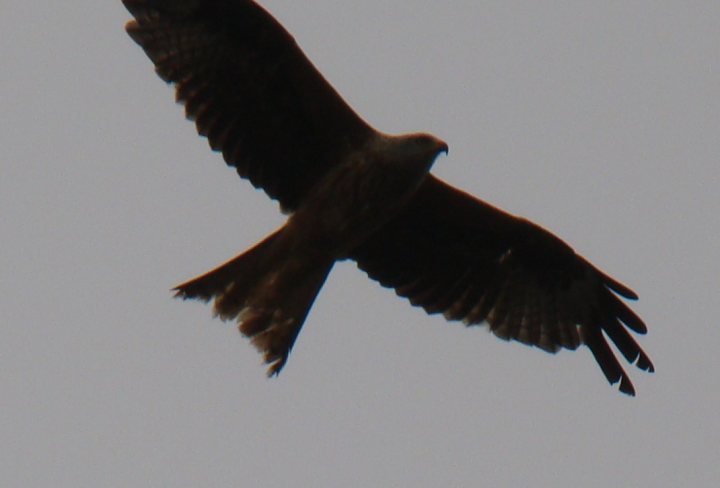 Red Kites - Page 1 - All Creatures Great & Small - PistonHeads - The image showcases a bird of prey, likely a hawk or eagle, soaring through a grey sky. The bird is captured mid-flight, its wings fully extended, providing a clear view of its powerful form. Its feathers are ruffled, indicating that it is either in motion or perhaps gently gliding. The bird's keen focus and poised stance are characteristic of these majestic and skilled avians. The darkness of the feathers contrasts sharply with the sky, making the bird stand out as the central subject of this striking image.