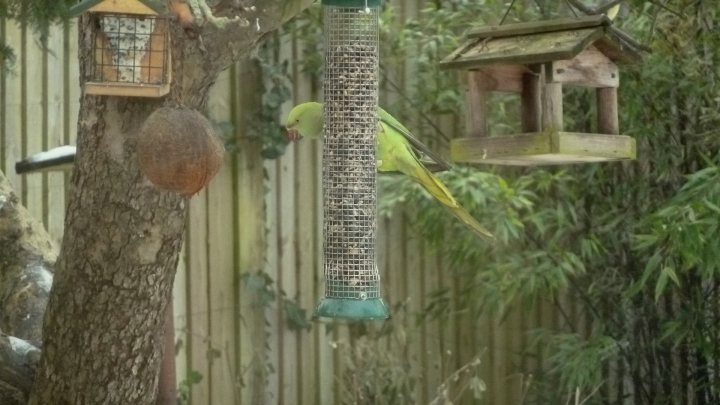 Sunny Long Climbs Pistonheads - The image depicts a serene backyard scene with a variety of elements. Two bird feeders can be seen at different heights, each surrounded by green foliage. Nestled between the foliage and the fence is a tree, next to which stands a yellow bird, presumably enjoying the feeder. A birdcage is also visible, hinting at a domestic avian. The overall scene is full of natural beauty and activity.