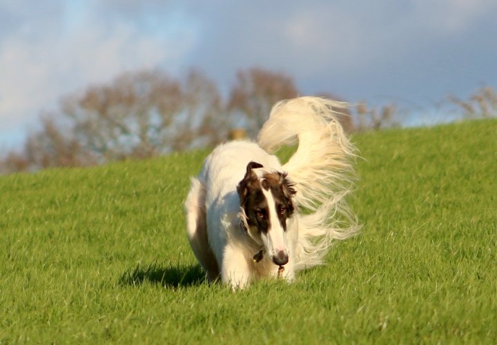 Post photos of your dogs vol2 - Page 341 - All Creatures Great & Small - PistonHeads - This image captures a moment of pure joy and freedom. It features a dog, the dominant subject, running rapidly across a lush green field. The dog's long and white fur is captured in motion, adding a dynamic quality to the image. The background of the image consists of a blue sky with some clouds, which, along with the grassy field, provides a serene and peaceful setting. The dog appears to be running towards the left side of the image, its fur slightly blurred due to its speed. The overall scene is one of carefree abundance, as the dog enjoys a glorious day out in the open.