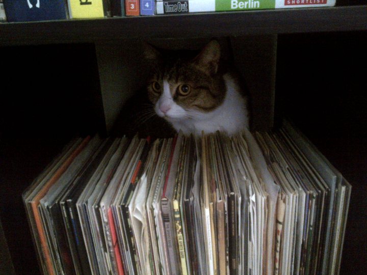 free cat - Page 1 - Middle East - PistonHeads - The photo showcases a brown and white cat curiously peeking from behind a stack of books. It appears to be a curious feline, possibly in a home setting. The book shelf is filled with a variety of books, indicating a collection. Berlin is visible on one of the shelves, suggesting that some of the books could be travel guides or books set in Berlin. The cat's presence adds a touch of warmth and domesticity to the scene.