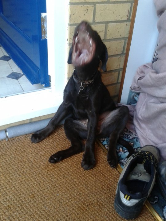 Post photos of your dogs - Page 355 - All Creatures Great & Small - PistonHeads - The image shows a black dog sitting with its mouth wide open on a beige rug. The dog appears to be a small to medium breed, with a shiny coat and its head turned slightly to the side. In the background, there's a pair of sneakers and a television. The setting suggests a domestic environment, likely a home or a living area. The dog's expression might convey anticipation, perhaps for food or a treat.