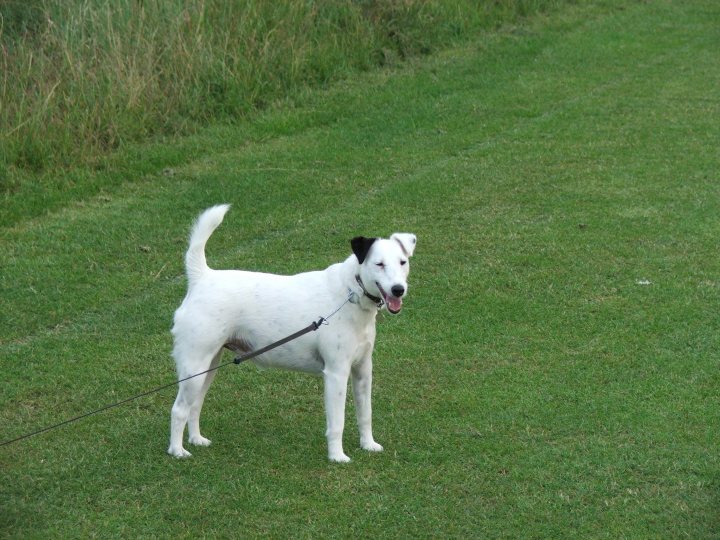 Show me your 'smiling' animal pictures - Page 1 - All Creatures Great & Small - PistonHeads - The image captures a moment of a white dog standing in a verdant field. The dog, with its shiny white fur and a black muzzle, seems to be gazing off into the distance, perhaps at an unseen companion or a bird flying high above the field. The dog is tethered to a leash, indicating that its owner is nearby. The soft green grass of the field contrasts with the dog's white coat, creating a serene and peaceful atmosphere. The overall scene suggests a leisurely day spent in nature.