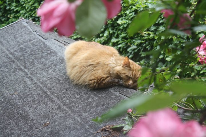 The strange places that cats sleep - Page 1 - All Creatures Great & Small - PistonHeads - In the image, a quiet scene unfolds. A cat, curled up in a soft ball of fur, is peacefully sleeping on a black roof. The roof is not empty; it's adorned with pink flowers blooming on the edges. The cat is situated on the left side of the image, its body relaxed in slumber. The background reveals a green fence, adding a touch of natural color to the scene. The cat and the flowers create a serene picture of tranquility.