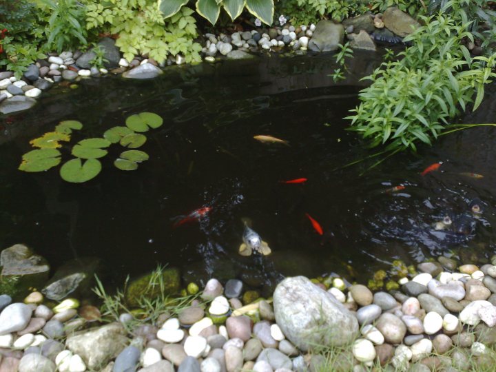 Our pond & Koi...show us yours! - Page 1 - All Creatures Great & Small - PistonHeads