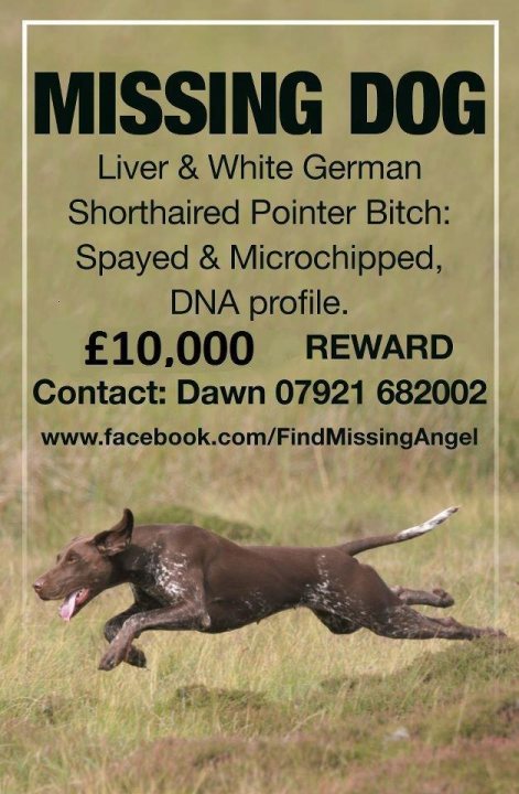 £10,000 REWARD - FIND ANGEL !! - Page 1 - All Creatures Great & Small - PistonHeads - 