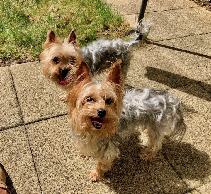 Adopted yorkies - Page 1 - All Creatures Great & Small - PistonHeads