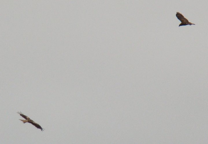 Red Kites - Page 1 - All Creatures Great & Small - PistonHeads - The image captures a pair of birds in mid-flight against a gray sky. The birds appear to be eagles, judging by their size and the way their wings are extended. They are in the process of landing or taking off, with one on the left side of the photo and the other on the right, and both are flying towards the viewer. The overall mood of the image is one of natural beauty and freedom.