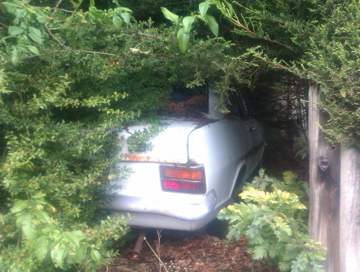 Classics left to die/rotting pics - Page 193 - Classic Cars and Yesterday's Heroes - PistonHeads - The image depicts a tranquil scene in a natural setting. A white car is parked and overgrown with vegetation, suggesting it's been abandoned for some time. The car is nestled among lush greenery comprising bushes and trees, creating a vibrant and colorful backdrop. The foliage envelops the vehicle, while a wooden fence remains visible on the right side of the photo. The overall atmosphere emanates a sense of seclusion and tranquility from a bygone era.