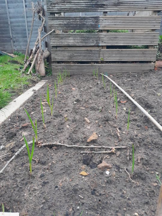 Pistonheads - The image shows a garden area with freshly cultivated soil, indicating recent gardening activity. Several young green plants are growing in the ground, likely sprouts or early-stage seedlings. A small wooden trellis is placed against the fence, suggesting it might be intended for climbing plants. The garden is located in a residential yard, as evidenced by the wooden fence and other structures in the background. The overall scene suggests a home gardening activity in progress.