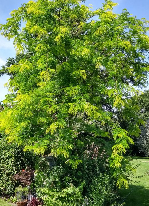 What Is This Ornamental Tree ? - Page 1 - Homes, Gardens and DIY - PistonHeads