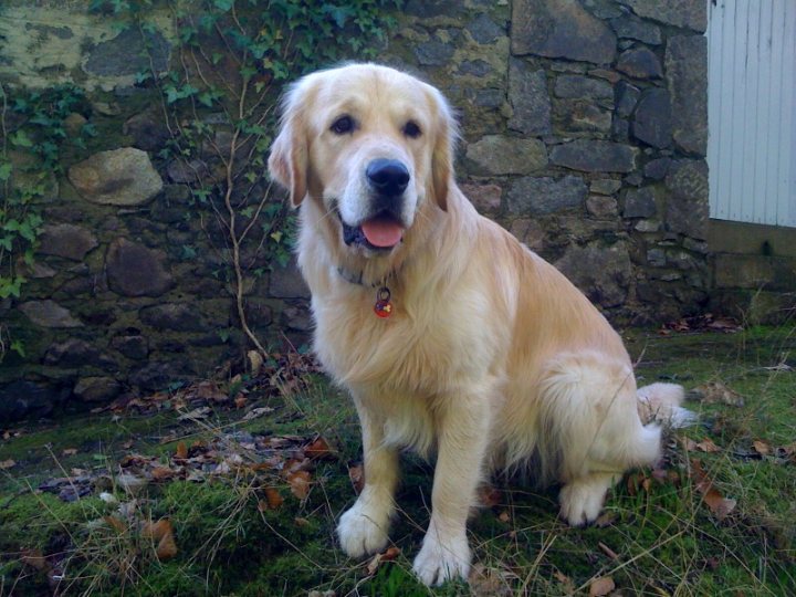 Crufts - Page 1 - All Creatures Great & Small - PistonHeads - The image features a large, light brown or golden retriever dog with a gleaming coat, standing on lush green grass. The dog is alert and attentive, looking directly at the camera with its tongue slightly out. The dog is wearing a collar with a colorful tag. Behind the dog, there is a stone wall that adds a rustic element to the scene. The setting appears to be a backyard or garden with the dog looking towards me as if patiently posing for the photograph.