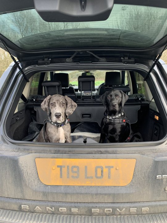 Post photos of your dogs (Vol 5) - Page 6 - All Creatures Great & Small - PistonHeads UK - The image shows the interior of a vehicle, where two dogs are seated in the rear. They appear to be medium to large breeds, with one dog being slightly larger than the other. Both dogs are wearing collars and have their heads turned towards the camera, giving an impression of curiosity or interest in the photographer. The vehicle is equipped with a hatchback design, and the backseat is open. The floor of the vehicle has visible dirt or mud, suggesting recent outdoor activity. There's a partial view of the front car door on the right side, indicating the vehicle was recently parked or opened.