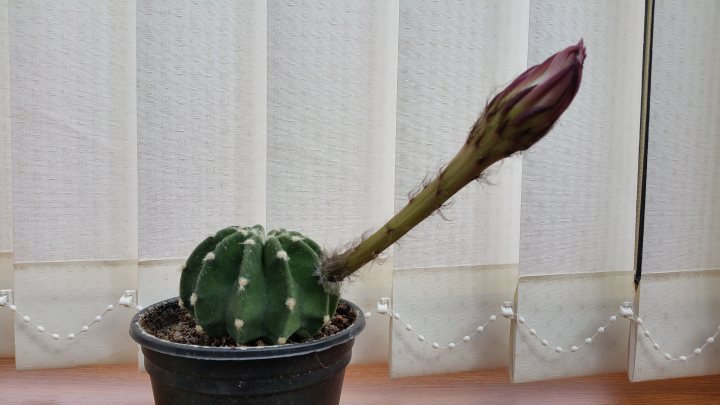 anyone grow cacti in the uk? - Page 1 - Homes, Gardens and DIY - PistonHeads