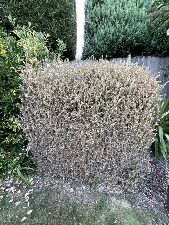 Caterpillars killed my bush. What now? - Page 1 - Homes, Gardens and DIY - PistonHeads UK