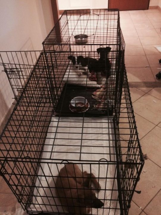 A dog is looking out of a window - Pistonheads - This image shows a metal pet carrier placed on a tile floor. Inside the carrier, there are three domesticated dogs, each with a distinctive coat pattern. Two of the dogs are lying down, while the third one is standing and appears to be looking out of the carrier. The carrier has a flat bottom, and there is a blanket or fabric covering the bottom of the carrier where the dogs are lying. The photo is taken from a low angle looking up at the carrier, giving a sense of the dogs being in an elevated position.