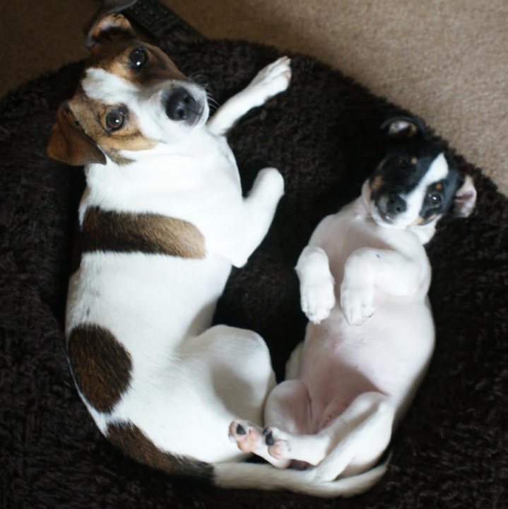 Pistonheads - The image depicts two puppies, one predominantly white with brown markings and the other mostly black with white markings, sitting closely together on a soft surface that appears to be a black towel or blanket. Both puppies have large, expressive eyes and appear to be relaxed and comfortable with each other. The background is a simple, monochromatic blur, suggesting an indoor setting with a slightly textured floor visible.