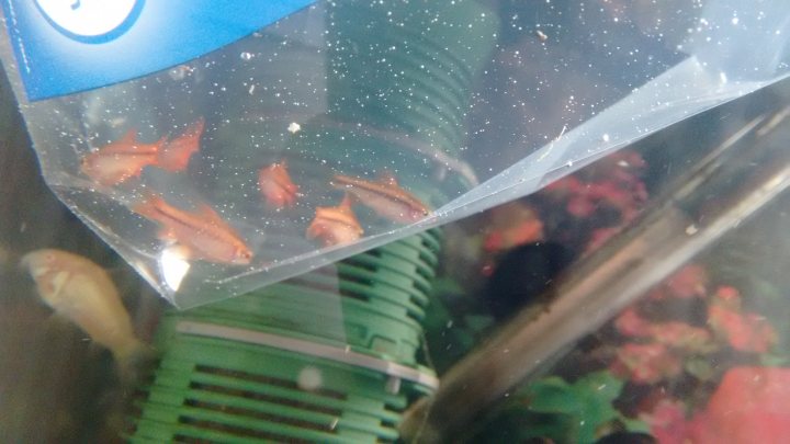 A close up of a person holding an umbrella - Pistonheads - The image features an interior view of an aquarium, showcasing a close-up of a transparent container filled with water. Here, we can observe several orange and gold fish, swimming and interacting with each other. The fish are clustered together, with some preferring the shallows of the tank, while others exhibit a more active and assertive swimming style. Above the glass of the aquarium, a blue sticker is visible, enhancing the interior decoration of the tank. The image captures a serene moment within the space, highlighting a common interest in aquatic life.