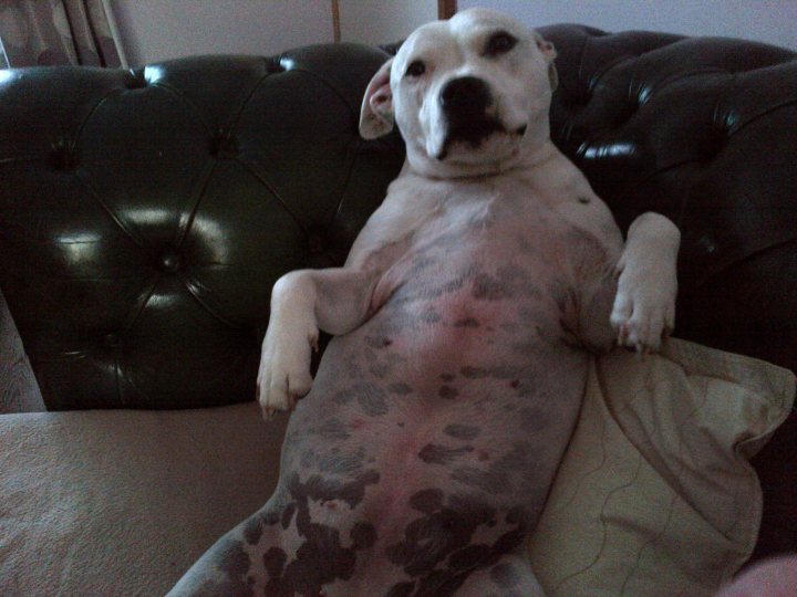 Post photos of your dogs vol2 - Page 261 - All Creatures Great & Small - PistonHeads - The image shows a cat sprawled on a grey armchair, holding itself up with its front paws. The cat appears to be cute and relaxed. It has a spattered fur pattern on its white fur. The chair has a tufted back and is situated in an indoor setting, which is not immediately identifiable from the viewer's perspective. The photo captures a candid moment of a pet in a domestic environment.