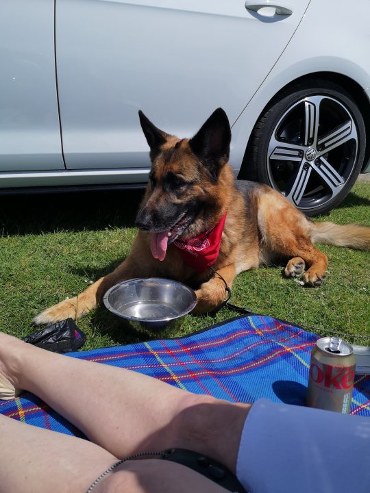 Post photos of your dogs (Vol 4) - Page 366 - All Creatures Great & Small - PistonHeads UK