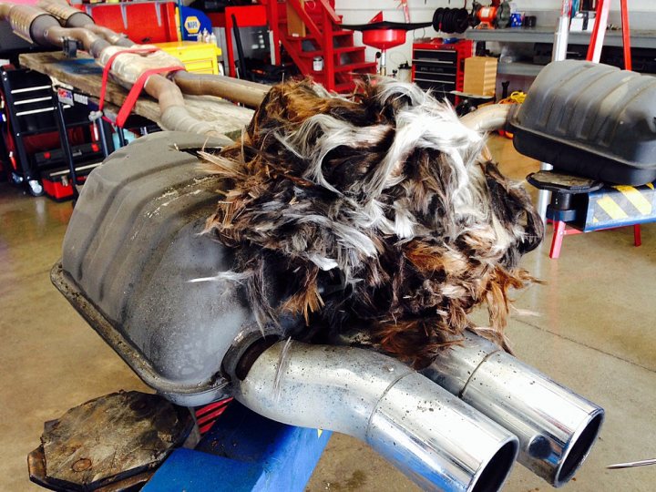 A dog is sitting on a motorcycle in a garage - Pistonheads - The image depicts a work bench scene in an auto repair shop where mechanical parts are being worked on. There's a large assembly of a car's engine visible with various components visible, including what appears to be a silvertone exhaust pipe, a rusty part that has been pulled away, and a mass of tangled hair. In the background, we can see typical automotive tools and red and black equipment, suggesting a professional workshop setting.