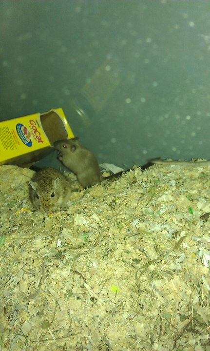 Diggingtunnelling Pistonheads Gerbils Substrate - The image shows two rodents burrowed beneath shredded paper. One is partially obscured and brown in color, while the other has a light tan coat and is more exposed. They appear to be nesting amid the bedding and shredded material. Above them, a partially opened cardboard box can be seen, possibly indicating that they may be nesting within the box or using the material it contains to build their nest. The background is blurred with soft lighting, focusing the viewer's attention on the rodents and their immediate surroundings.