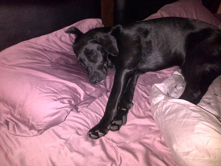 Never Posted in Here Before! Introducing Bella the Black Lab - Page 1 - All Creatures Great & Small - PistonHeads - In the tranquil setting of a bedroom, a black dog finds comfort on a pink comforter. The dog, an embodiment of relaxation, is sprawled out on its side, its front legs stretched out in a sleepy pose. The comforter, which has a smooth texture and a vibrant pink color, seems to be conforming to the dog's body. A white pillow lies nearby, adding a touch of contrast to the softness of the comforter. The dark night outside the bedroom window suggests that the ambiance within the room is cozy and serene, perfect for restful sleep or peaceful napping. This image captures a simple yet delightful moment of a dog at rest.