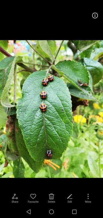 Identify the garden bugs...  - Page 1 - Homes, Gardens and DIY - PistonHeads