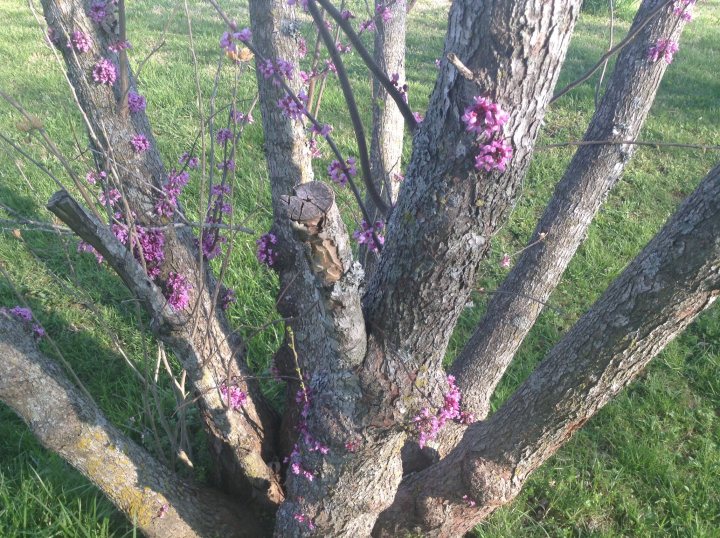 A tree that has a bird on it