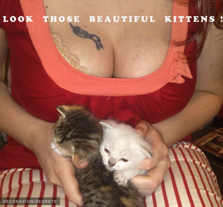 This is a image with a person holding two small kittens in their arms. The individual is wearing a red blouse and is holding a male and female kitten with their hand. On the blouse, there is visible text that says "look those beautiful kittens :)". The person's hand can be seen holding the kittens, with the male kitten on their left hand and the female one resting on their right hand. The image seems to be taken indoors, as there's a red couch in the background. The style of the image is casual and personal, with a focus on the affectionate interaction between the person and the kittens.